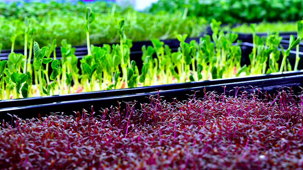 Microgreens /Sprouts