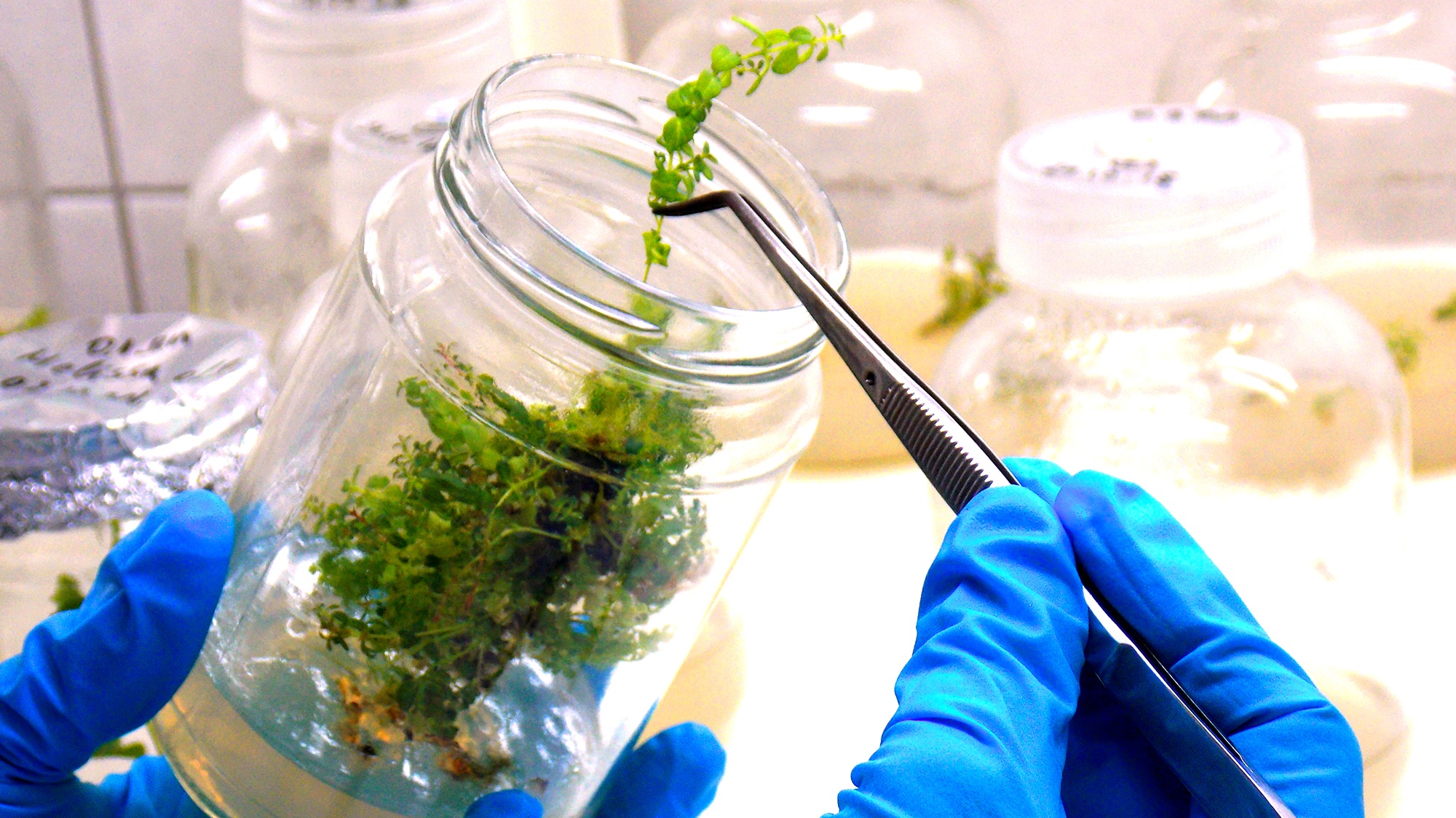 In vitro plants